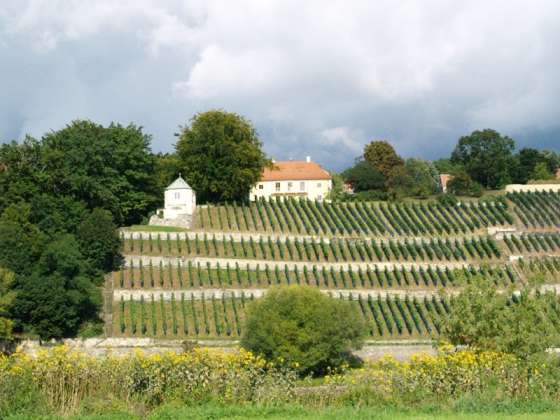 Weinberge am Elbhang 